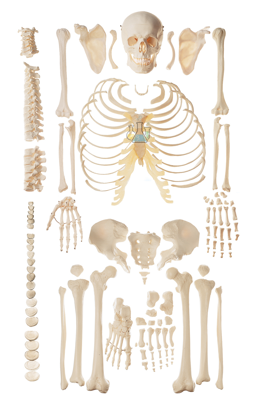 Unassembled Male Homoskeleton Model